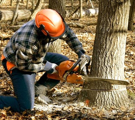 Tree Removal in Upatoi, GA